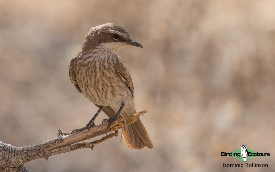 Complete Namibia birding tour