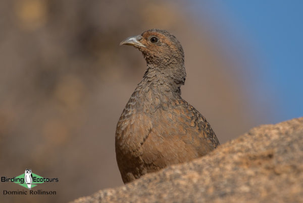 Complete Namibia birding tour