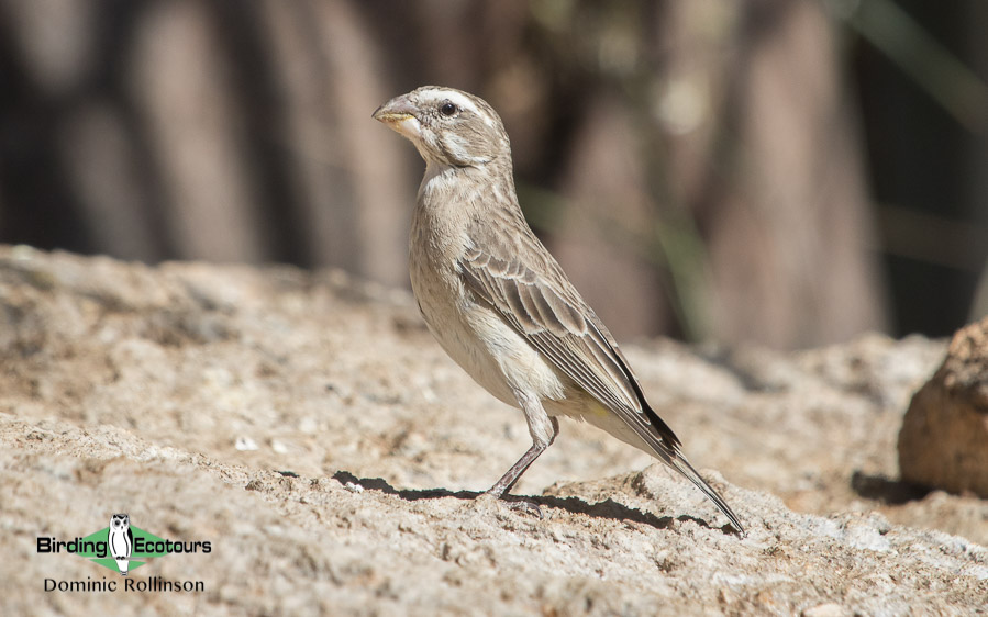 Complete Namibia birding tour