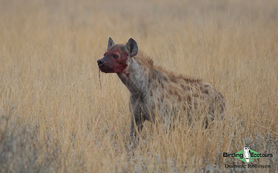 Complete Namibia birding tour