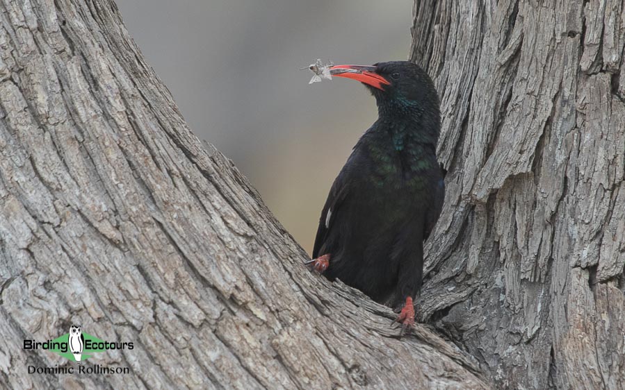 Complete Namibia birding tour