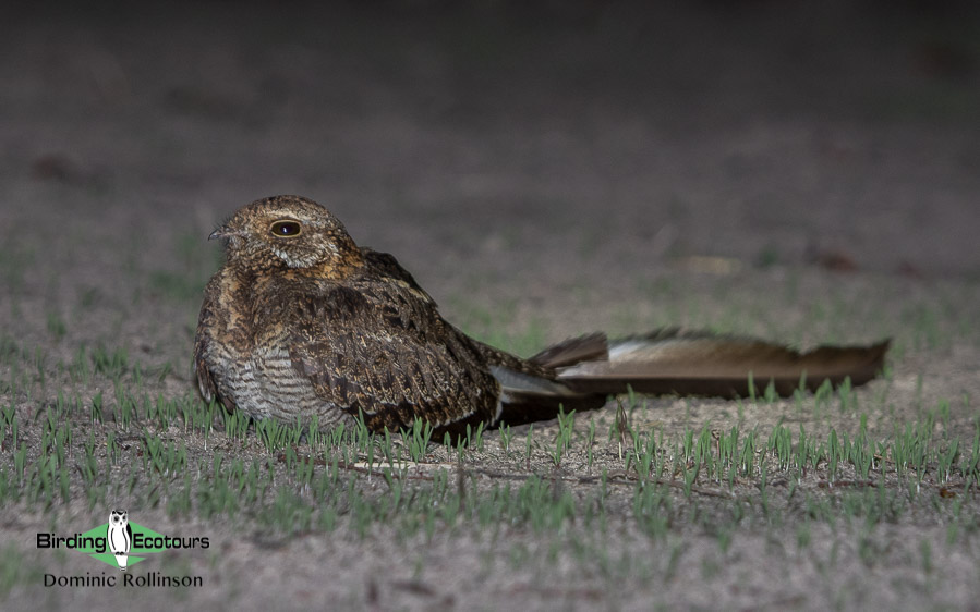 Complete Namibia birding tour
