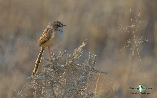 Tankwa Karoo trip report