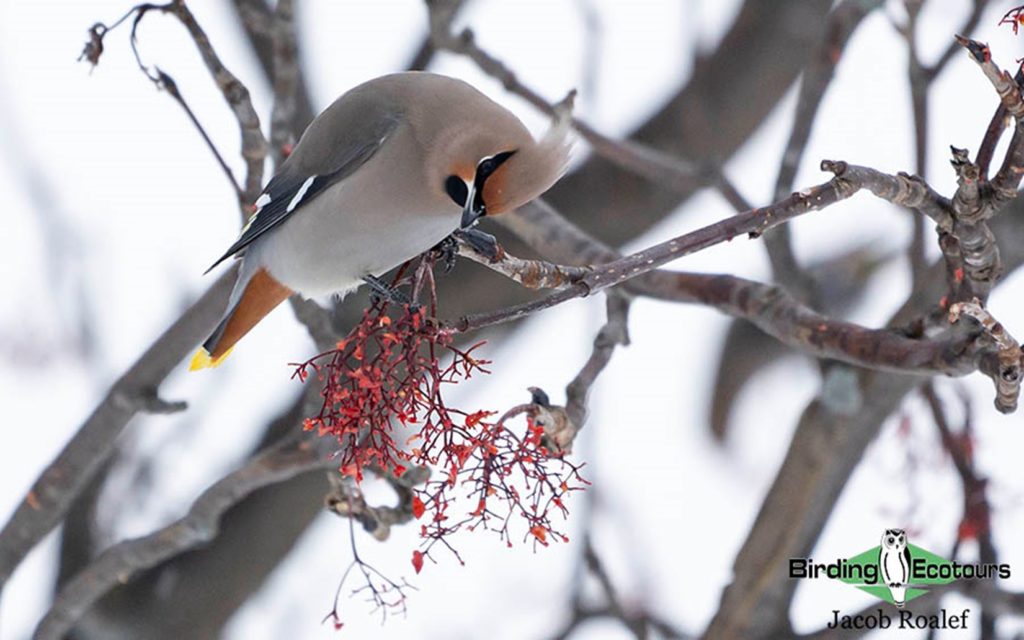 January Minnesota birding