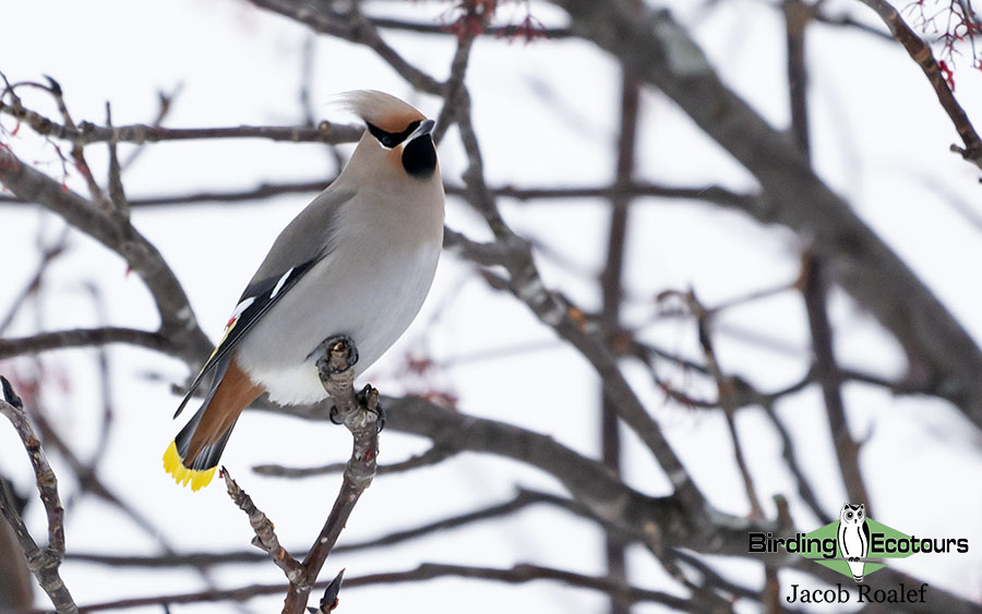 Norfolk birding