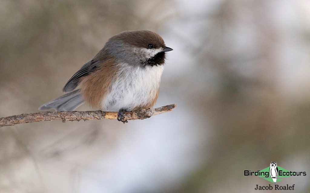 January Minnesota birding