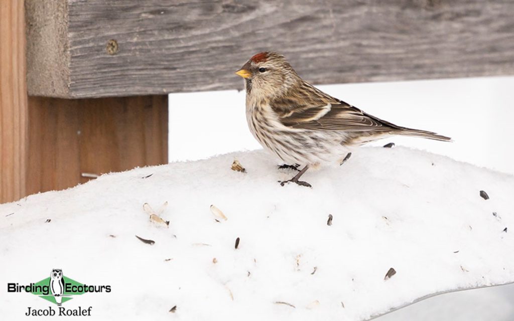 January Minnesota birding