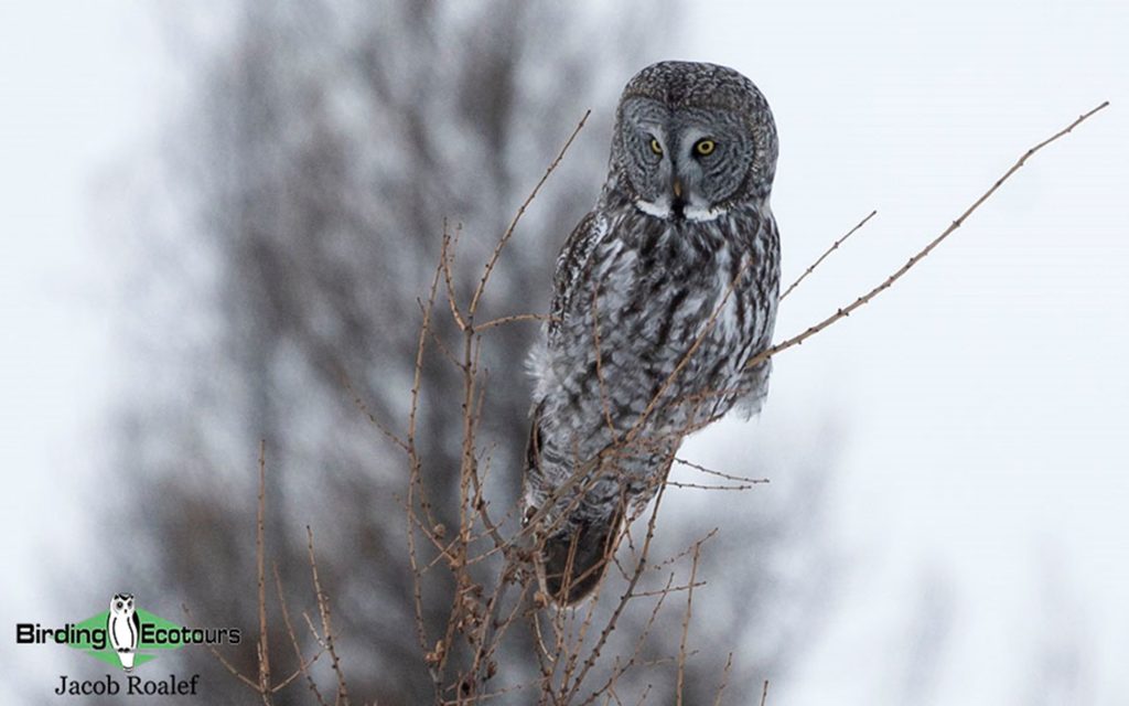 January Minnesota birding