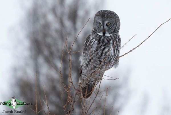 January Minnesota birding