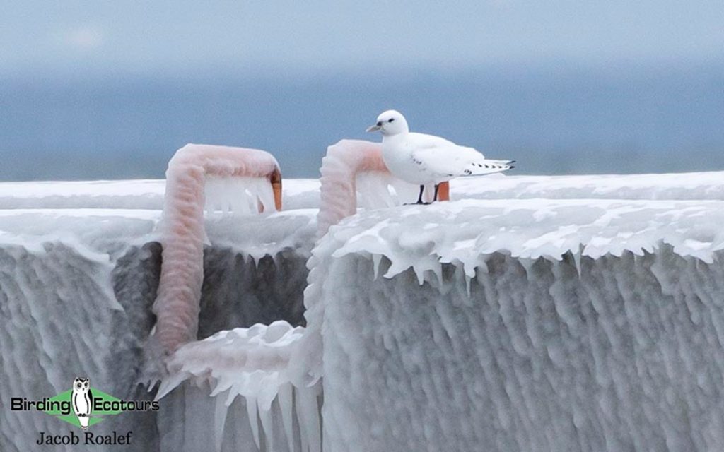 January Minnesota birding