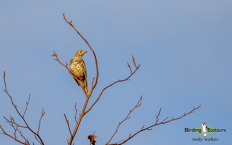 Norfolk birding