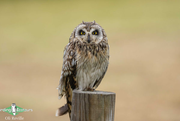January Norfolk birding