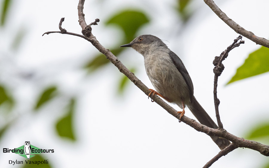 Mozambique pitta report