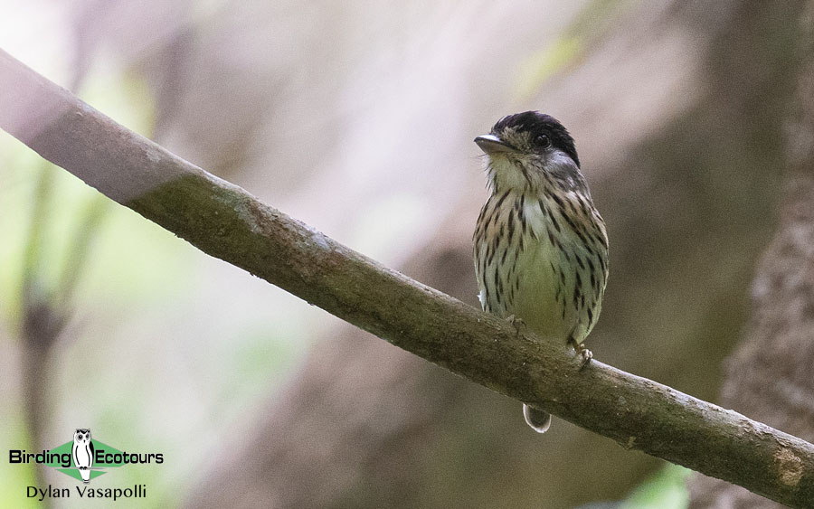 Mozambique pitta report