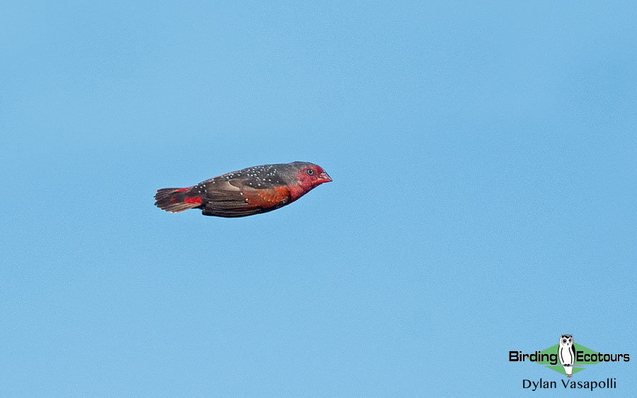 Mozambique pitta report