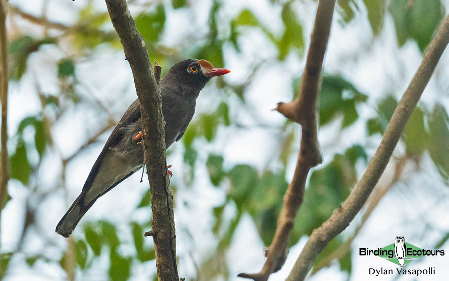 Mozambique pitta report