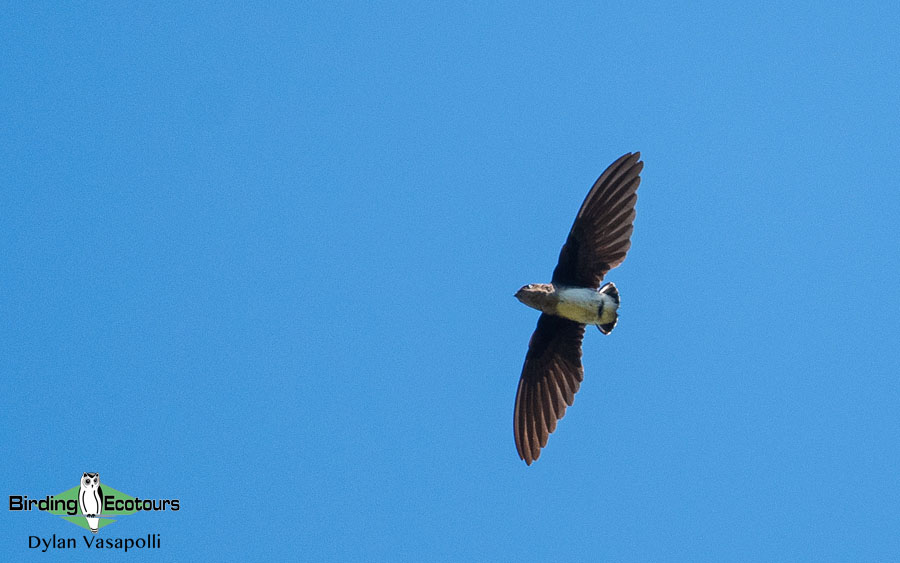 Mozambique pitta report