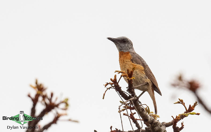 Mozambique pitta report