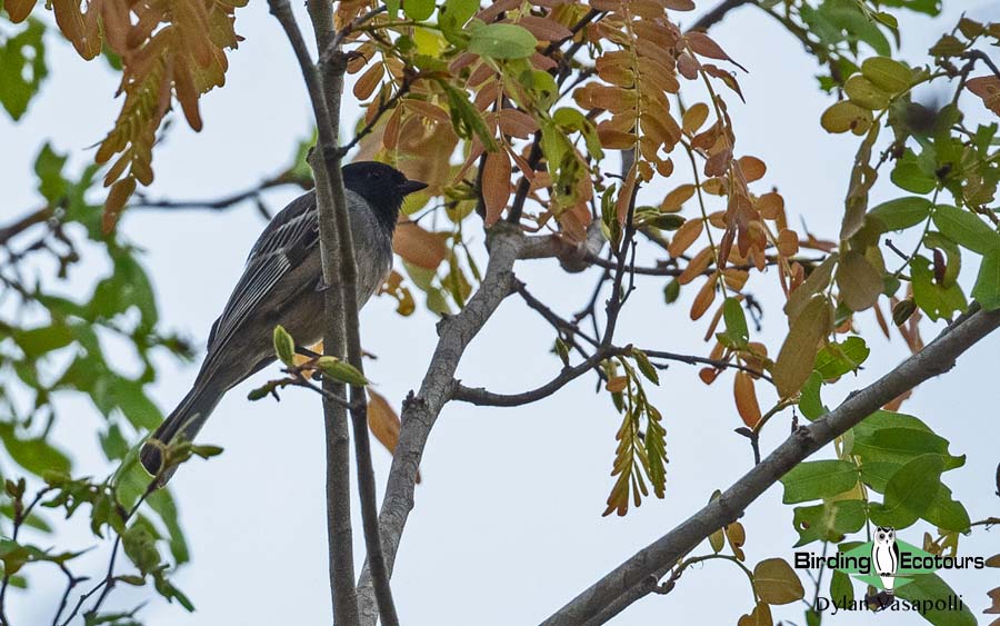 Mozambique pitta report