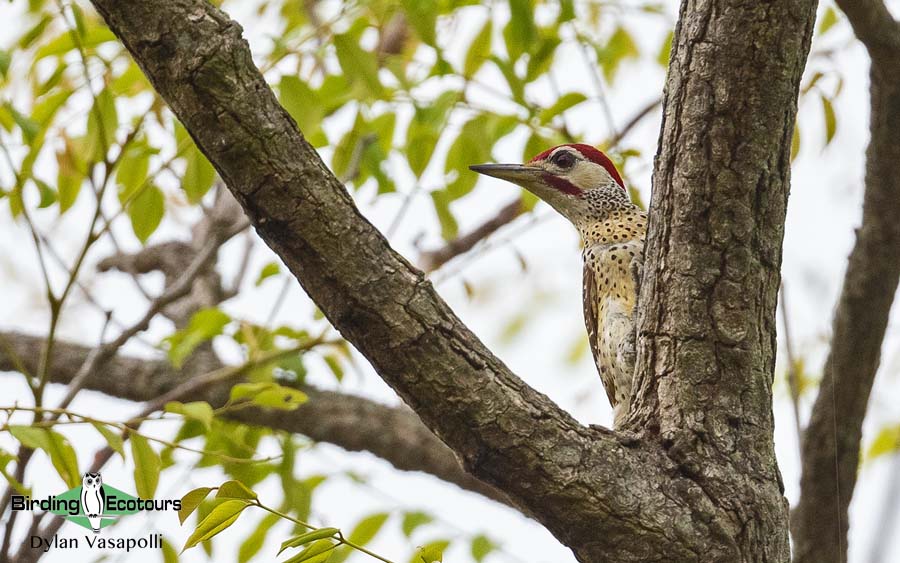 Mozambique pitta report