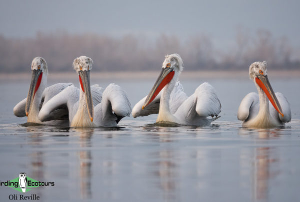 Greece winter birding