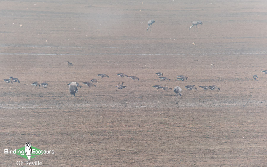 Greece winter birding