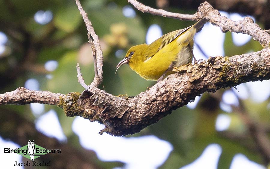 Hawaii birding trip report