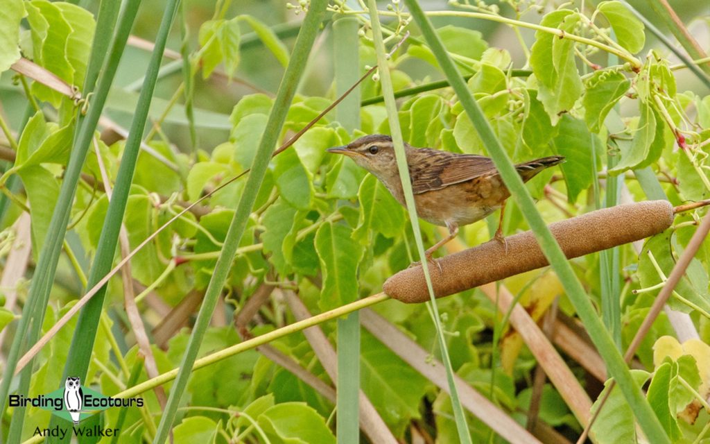 birding tours in bali