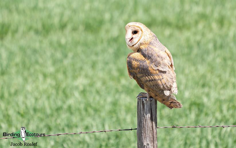 USA; Colorado birding trip report