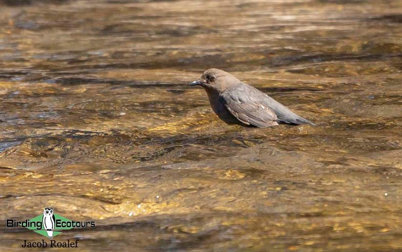 USA; Colorado birding trip report