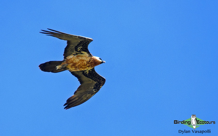 Spain spring birding report