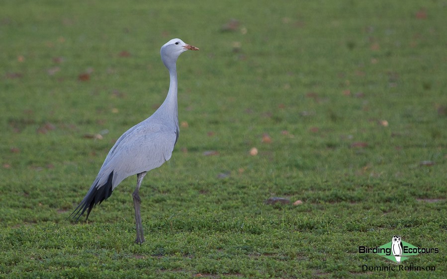 agulhas plains birding report