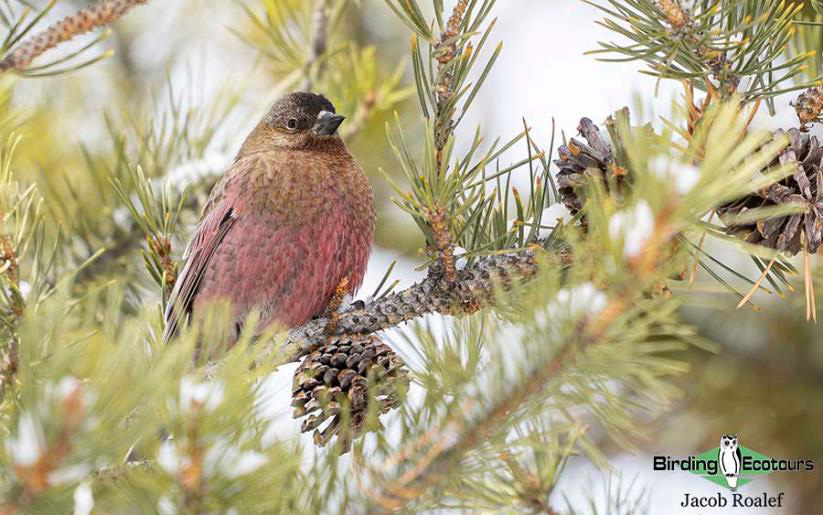 USA; Colorado birding trip report
