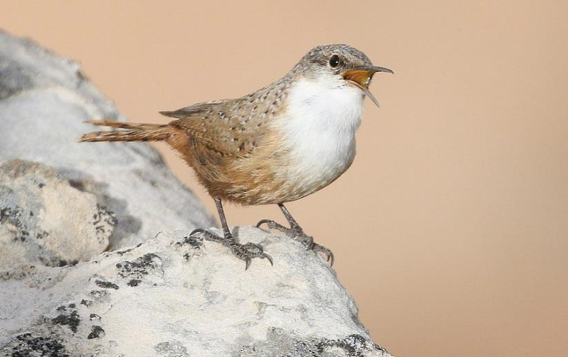 USA; Colorado birding trip report