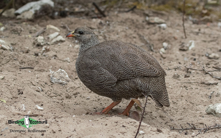 agulhas plains birding report