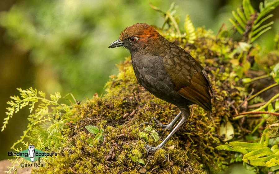 northern ecuador report