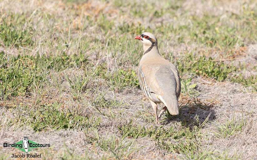 USA; Colorado birding trip report