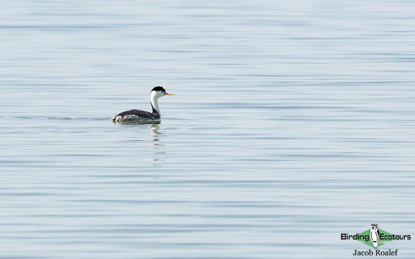USA; Colorado birding trip report