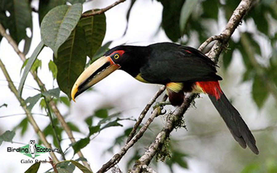 northern ecuador report