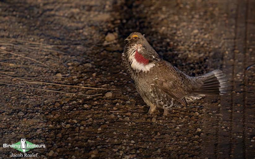 USA; Colorado birding trip report
