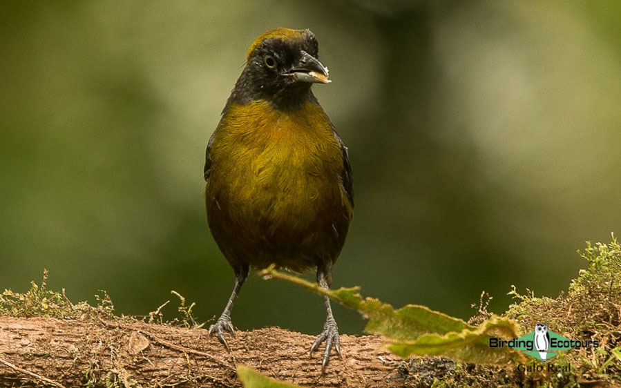 northern ecuador report