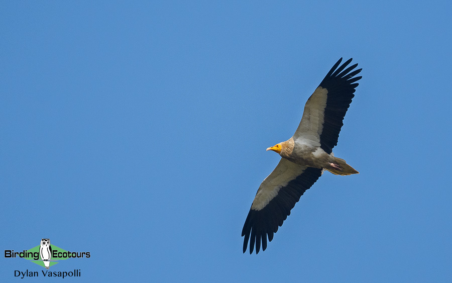 Egyptian Vulture