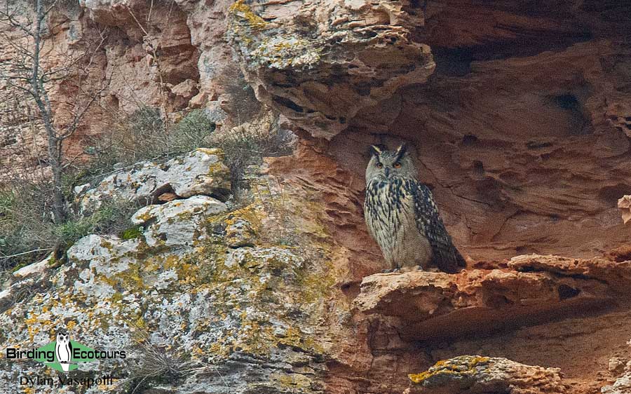 Spain spring birding report