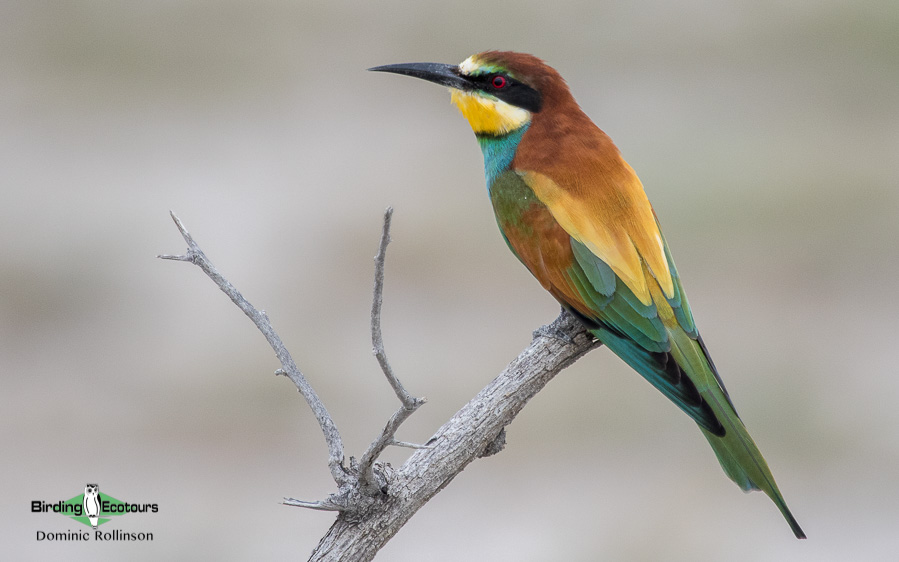 Spain spring birding report
