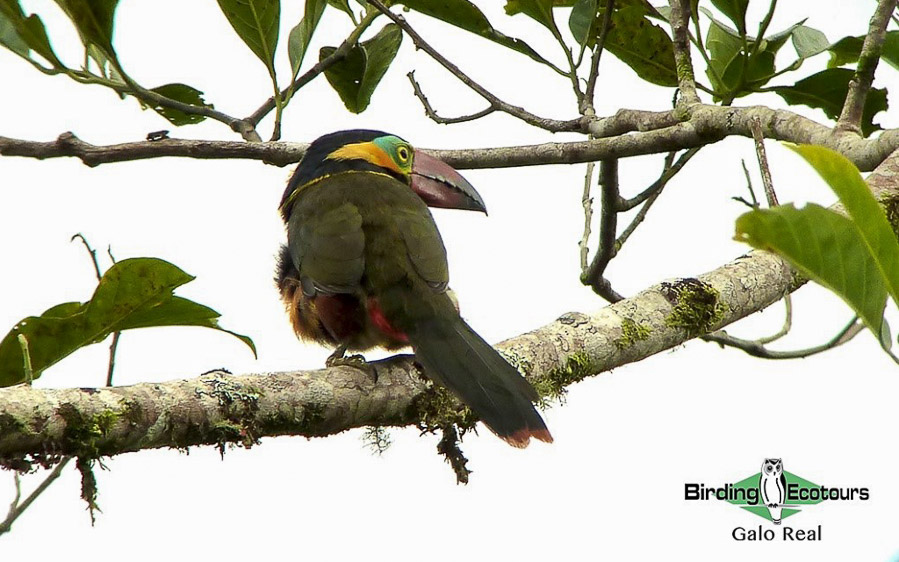 northern ecuador report