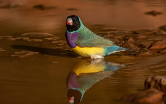 book review _gouldian