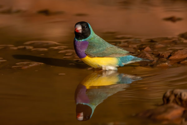 book review _gouldian