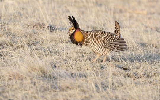 USA; Colorado birding trip report