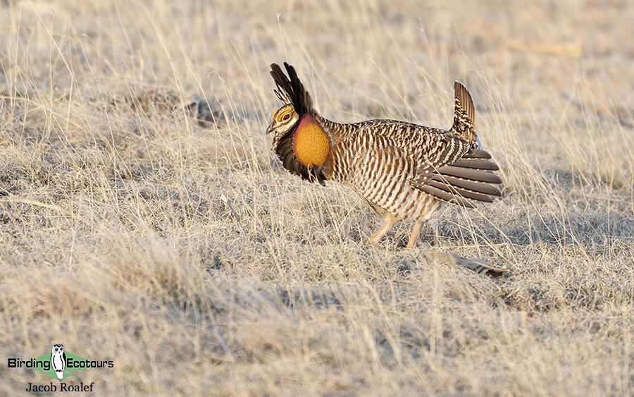 USA; Colorado birding trip report