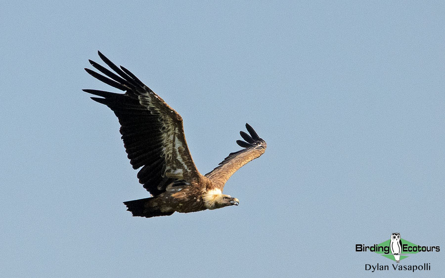 Spain spring birding report